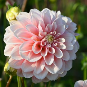 Dahlia 'Giovanna' BIO