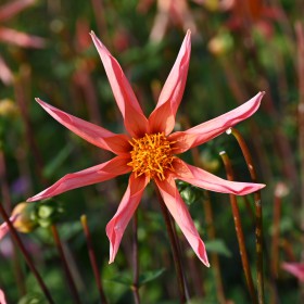 Dahlia 'Honka Orange'