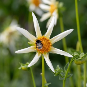 Dahlia 'Honka Wit'