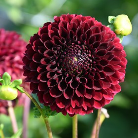 Dahlia 'Jowey Mirella'