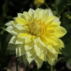 Dahlia 'La Luna US'