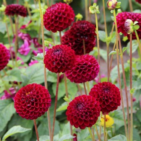 Dahlia 'Natal' BIO