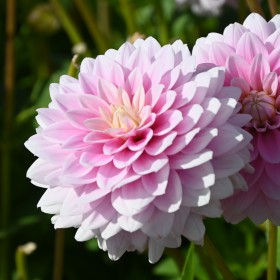 Dahlia 'Offshore Dream'