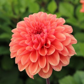 Dahlia 'Orange King' BIO