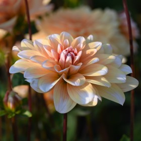 Dahlia 'Orange Perception'