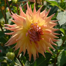 Dahlia 'Penhill Autumn Shade'