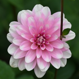 Dahlia 'Pink Perception'  ™