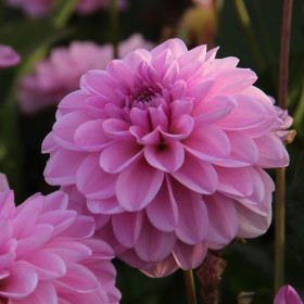 Dahlia 'Pink Pop' BIO