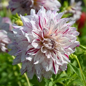 Dahlia 'Prince Valliant'