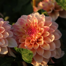 Dahlia 'Princesse Elisabeth'