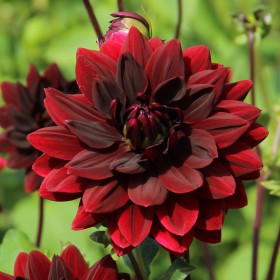 Dahlia 'Sam Hopkins'