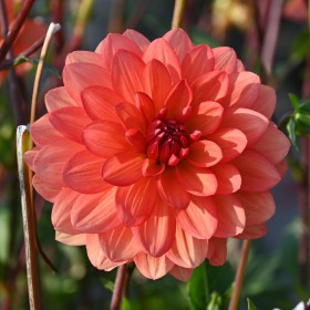 Dahlia 'Shep's Memory'