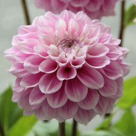 Dahlia 'Sweet Love'