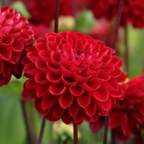 Dahlia 'Viking' BIO