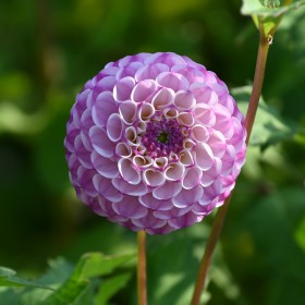 Dahlia 'Zippity Do Da'