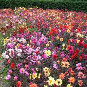 Dahlia -Breeder Mix- BIO