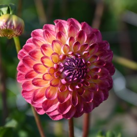 Dahlia 'Jowey Arenda'