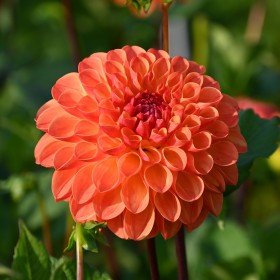 Dahlia 'Jowey Chantal'