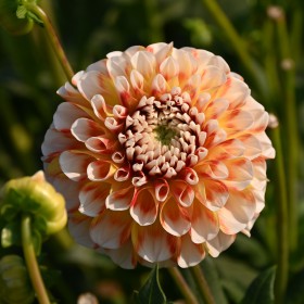 Dahlia 'Jowey Fantasy'