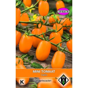 Mini-Tomaat, Lycopersicon...