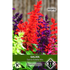Salvia splendens 'Estella...