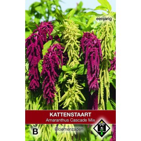 Amaranthus caudatus...