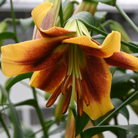 Lilium 'Robert Swanson'