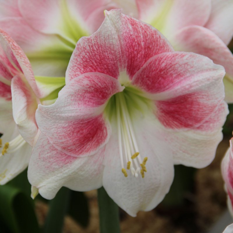 Amaryllis oppotten