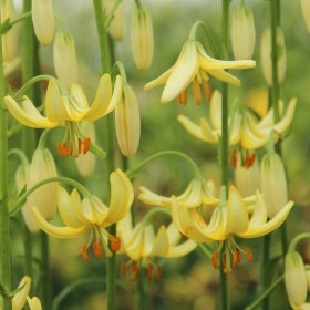 Lilium martagon 'Golden...