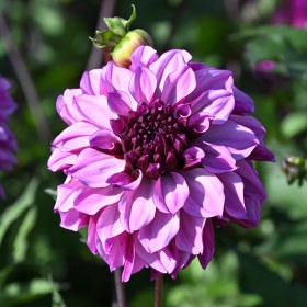 Dahlia 'Cranberry Classic'
