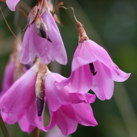 Dierama atrum