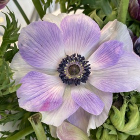 Anemone coronaria MISTRAL...