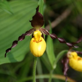 Cypripedium parviflorum...