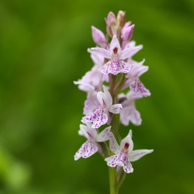 Dactylorhiza maculata...