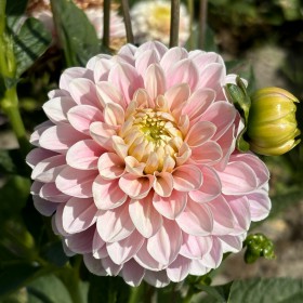 Dahlia 'Faye' BIO