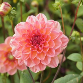 Dahlia 'Phyllis Farmer' BIO