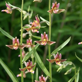 Epipactis 'Sabine'