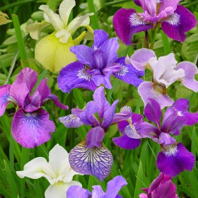 Iris sibirica -Breeder's Mix-