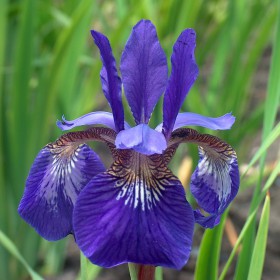 Iris sibirica 'Flight of...
