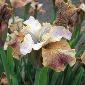 Iris sibirica 'Jerry Murphy'