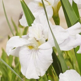 Iris sibirica 'Not Quite...