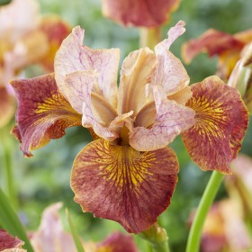 Iris sibirica 'Paprikash'