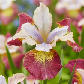 Iris sibirica 'Sugar Rush'