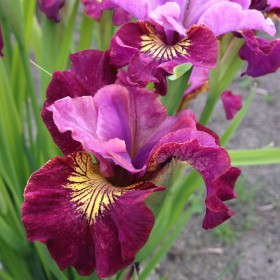 Iris sibirica 'Miss Apple'