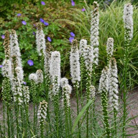 Liatris spicata 'Floristan...