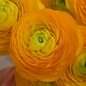 Ranunculus ELEGANCE® 'Giallo'