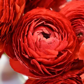 Ranunculus ELEGANCE® 'Rosso'