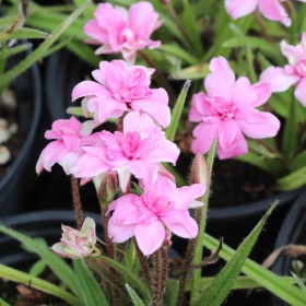 Rhodohypoxis baurii 'Lily...