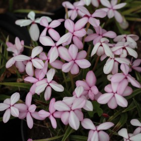 Rhodohypoxis baurii var....