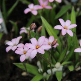 Rhodoxis 'Little Pink Pet'